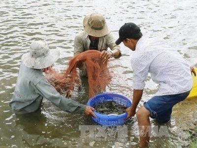 Giant river prawns recover after long decline