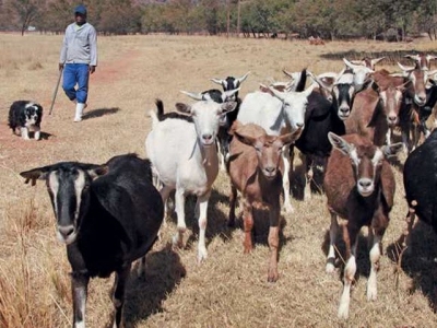 Better milk, better cheese from veld-reared goats