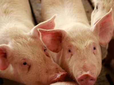 Using organoids to unravel feed efficiency in pigs