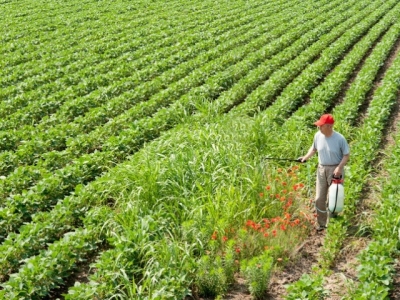 Weeds present a greater challenge to feed crop production than expected