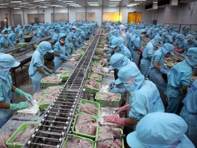 Tra fish exports to China continue to thrive