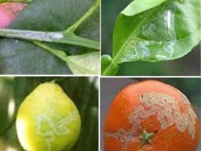 Hướng dẫn nhận biết sâu hại trên cây ăn quả có múi và biện pháp phòng trừ