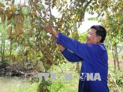 Tiền Giang expands fruit production as prices rise