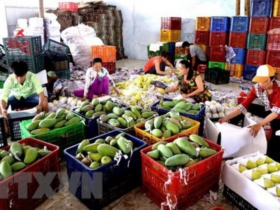 Tien Giang expands fruit production as prices rise
