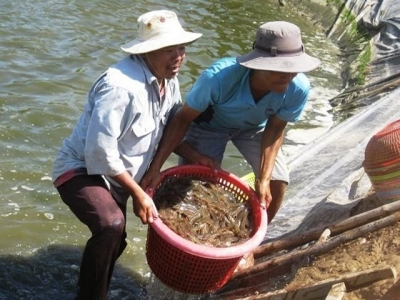 Farmers in Mekong Delta rush to sell shrimp as price falls