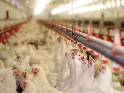 8 antibiotic-free broiler production dos and donts