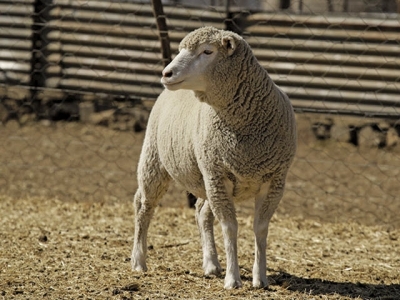A model sheep enterprise on a modest farm