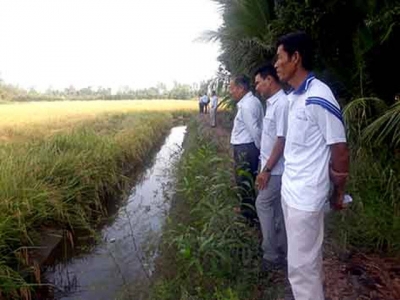 Luân canh lúa - tôm trên đất phèn