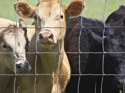 Study to examine how cows nutrition influences calfs brain, fertility