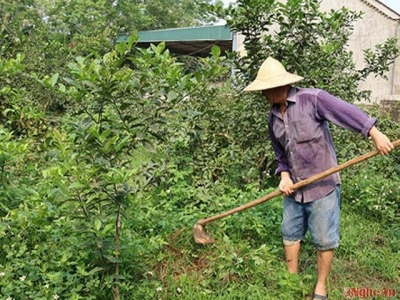 Kĩ thuật trồng chanh tứ mùa ở Nghệ An