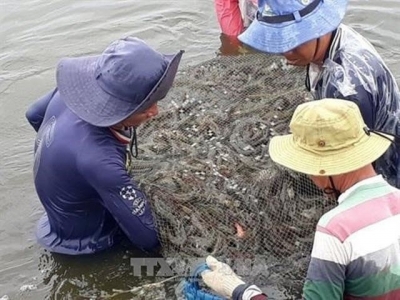 Kien Giang expands shrimp-rice farming area