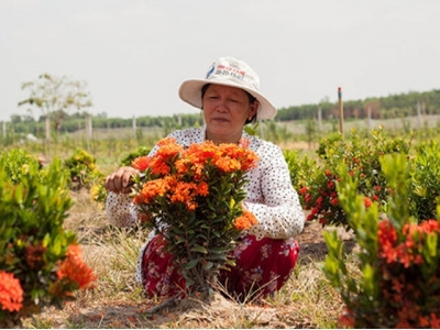 Nữ tướng hoa trang, hoa mai