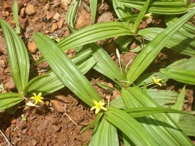 Triển vọng sâm cau