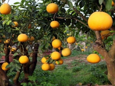 Hi-tech fruit cultivation area built in Luc Ngan district