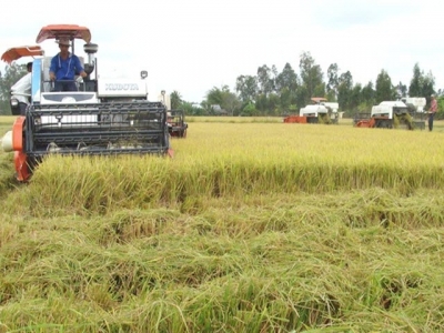 Phân lân nung chảy Ninh Bình giúp trồng lúa tăng lợi nhuận