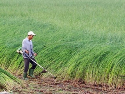 Mekong farmers switch to growing lemongrass