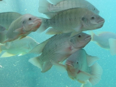 Mercury feed contamination may affect feed intake in fish
