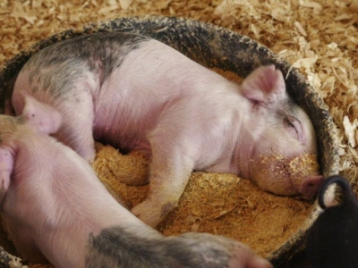 Three ways piglet diets can benefit from wheat gluten