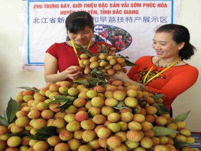 Seeking markets for lychee fruit