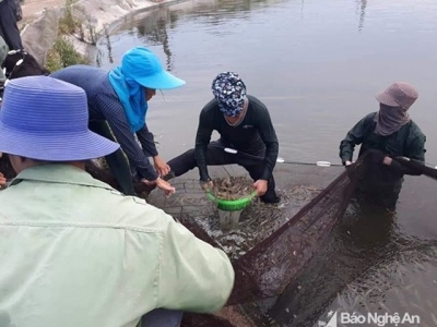 Nông dân Quỳnh Lưu thu hoạch tôm vụ 1 thu lãi hàng trăm triệu đồng