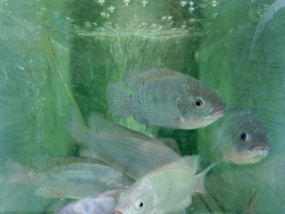 Evaluating excess supplementation in tilapia diets