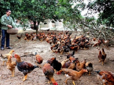 Parent chickens provided to Yen The breeding households