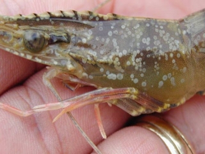 White Spot Disease In Shrimp: How To Support Extensive Shrimp Farmers