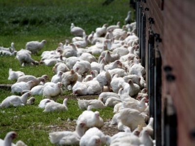 Effects of free-ranging on meat taste in slow-growing birds