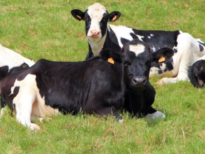 Manipulation of metabolic development of calves is possible: Trouw Nutrition