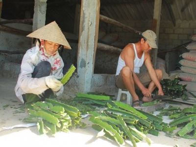 Cắt cành thanh long ruột đỏ mang bán, thu về lợi nhuận cao