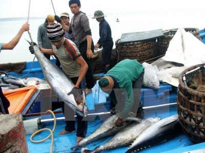 Vietnams tuna export to China shoots up