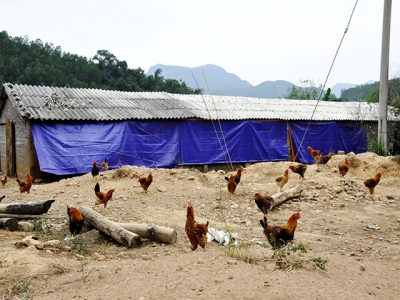 Một số biện pháp phòng chống rét cho đàn gia súc gia cầm