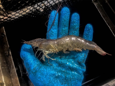 Testing soy-optimized feeds and automated feeding systems in shrimp pond production Part 2