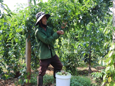 Gia Lai encourages farmers to intercrop plants in gardens