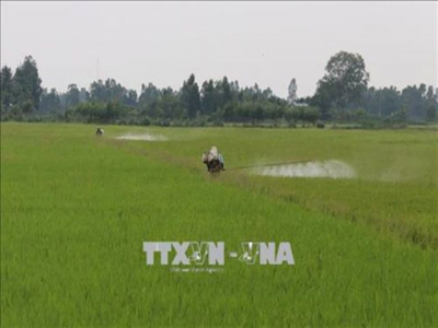 Phòng trừ sinh vật gây hại trà lúa Hè Thu tại các tỉnh phía Nam