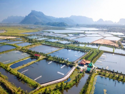 Bến Tre eyes sustainable aquaculture