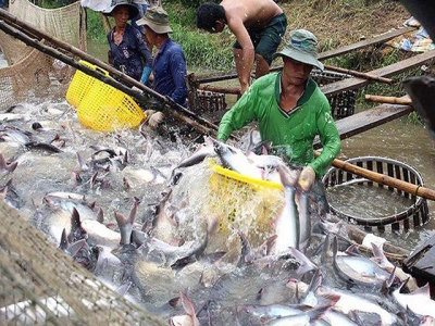 Plan to reach 2.25 million tons of seafood in QII