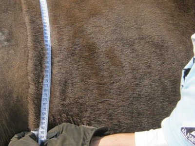 Weight gain in horses more than doubles risk of laminitis