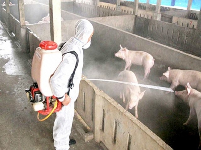 African swine fever presents opportunity for Vietnams large-scale livestock enterprises