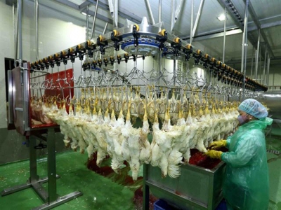 Poultry sector works hard to meet rising demand