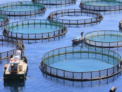 Aquaculture genetics consortium set to tackle industry challenges