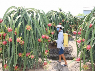 The sustainable development of fruit trees in southern provinces