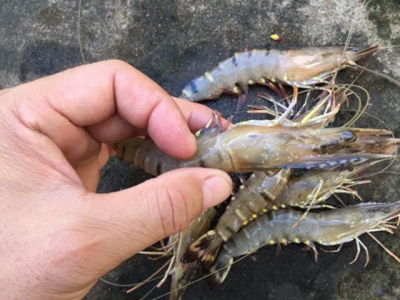 Local shrimp farmers to operate on trading floor