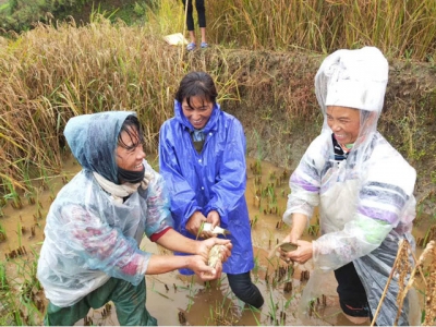 The time is ripe for rice-fish culture