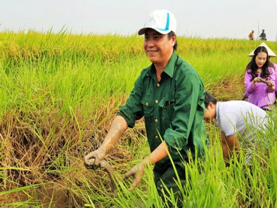 Trồng lúa hữu cơ, trúng cá đồng