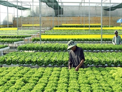 Da Lats farms turn modern in Industry 4.0