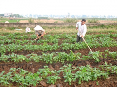 Một số lưu ý trong nhân giống khoai tây siêu nguyên chủng bằng phương pháp ngắt ngọn