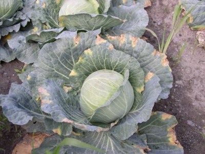 Cabbage disease black rot