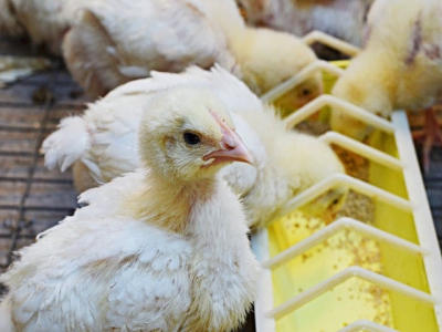 In-feed boric acid use may aid chicken gut health, salmonella resistance