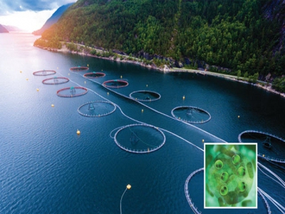 Dầu tảo - nguồn dinh dưỡng tương lai tại Na Uy